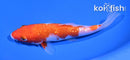 6.75" GINRIN KOHAKU