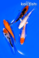 PACK OF (5) 4 - 4.25" STANDARD KOI
