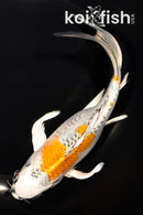 7.75" KUJAKU BUTTERFLY