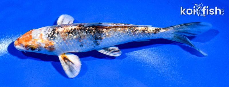 5.5" GINRIN YAMATO NISHIKI