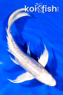 6.5" ARAGOKE PLATINUM OGON BUTTERFLY