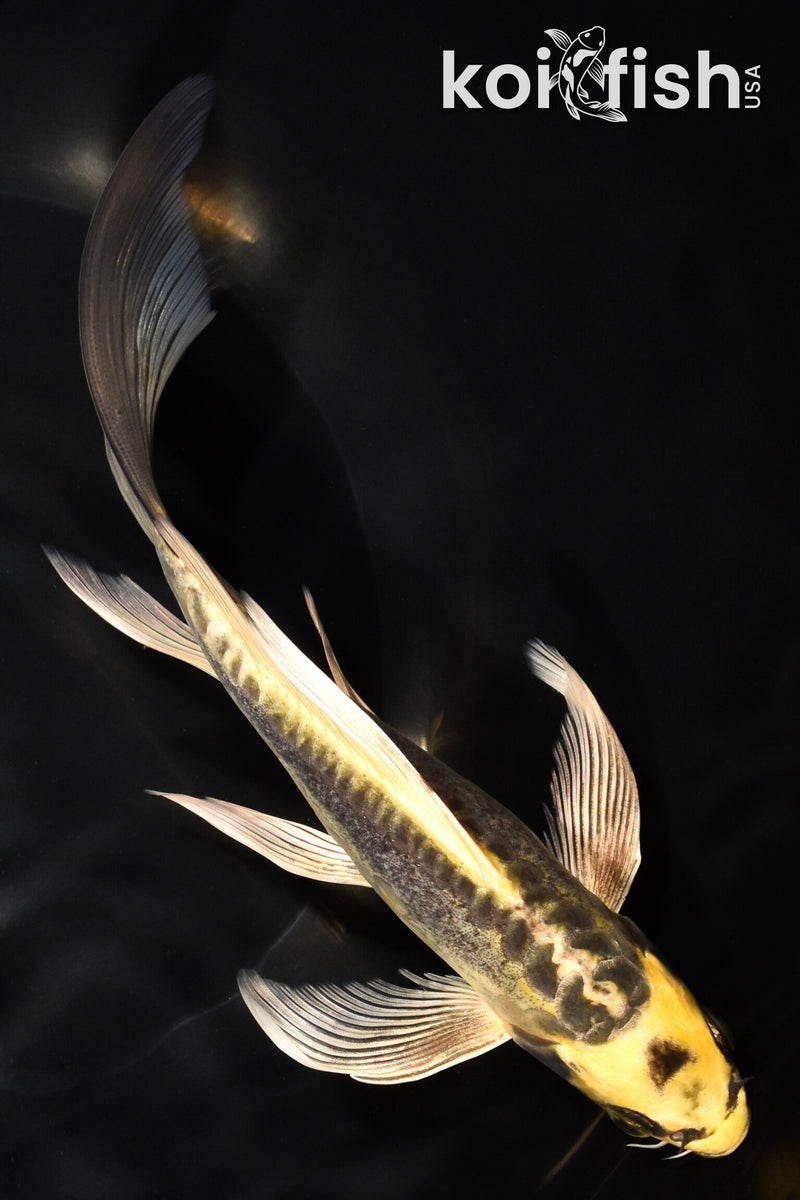 8" ARAGOKE KIN KIKOKURYU BUTTERFLY