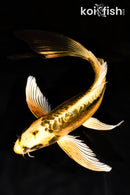 9.75" KIN KIKOKURYU BUTTERFLY