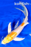 7.25" HARIWAKE BUTTERFLY