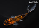 7.25" SHUBUNKIN GOLDFISH