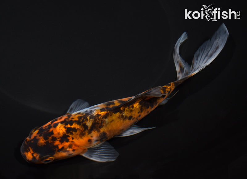 7.25" SHUBUNKIN GOLDFISH
