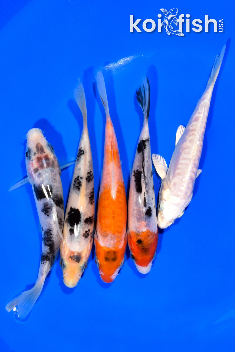 PACK OF (5) 4.25-4.75" STANDARD KOI