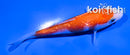 4" GINRIN KOHAKU