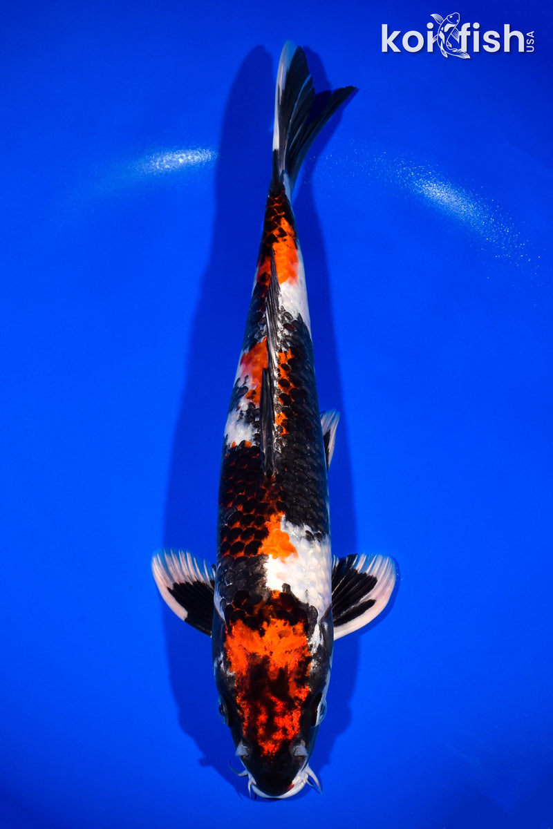 14" KIN SHOWA