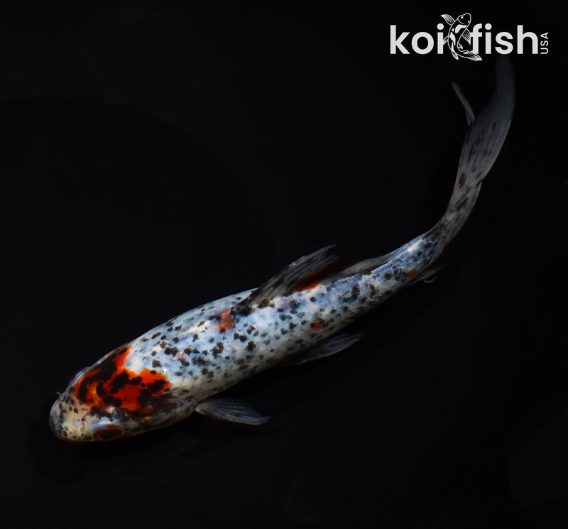 7.25" SHUBUNKIN GOLDFISH