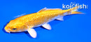 4" GINRIN YAMABUKI OGON