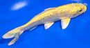 5.5" GINRIN YAMABUKI OGON