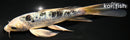 6.75" DOITSU GIN SHIRO BEKKO BUTTERFLY