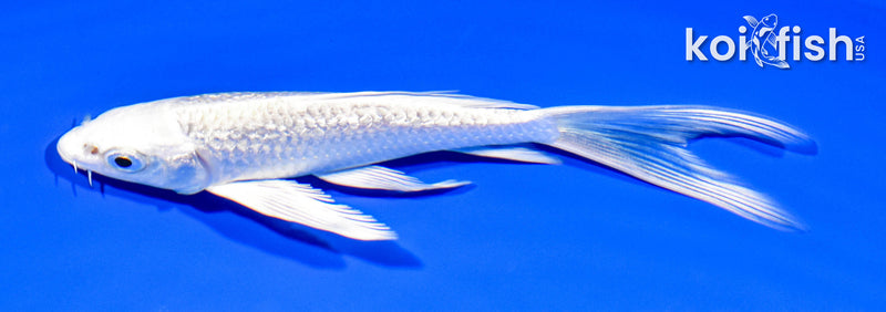 5.25" GINRIN PLATINUM OGON BUTTERFLY