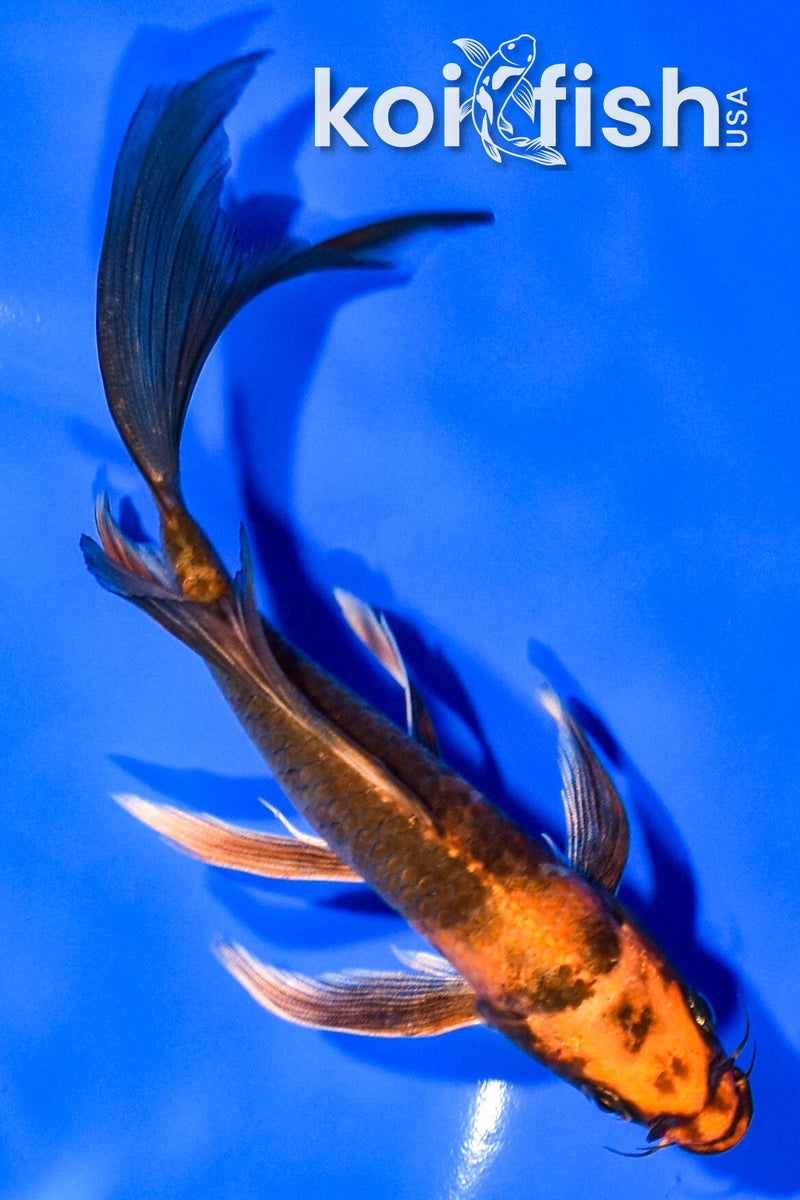 7.25" KIN HI UTSURI BUTTERFLY