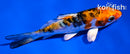 3.5" ARAGOKE HEISEI NISHIKI