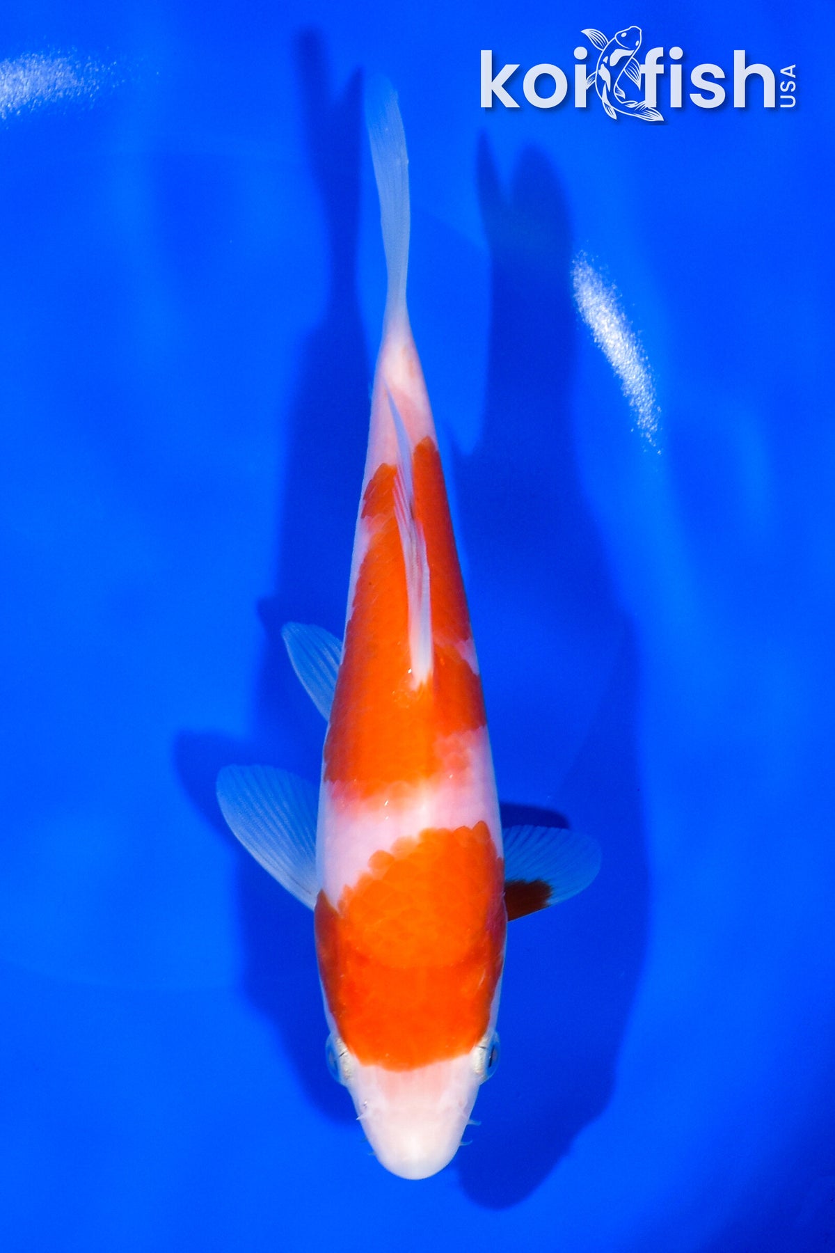 kohaku Kohaku Dainichi Koi Farm 70cm -