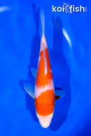 7.25" KOHAKU