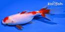 6" WAKIN GOLDFISH