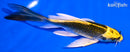 5.5" KUJAKU BUTTERFLY