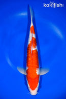 13.5" GINRIN KOHAKU