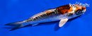 5.5" BENI KIKOKURYU