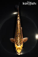 7.5" ARAGOKE BENI KIKOKURYU