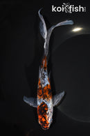 8.25" SHUBUNKI9N GOLDFISH