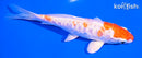 5.5" HARIWAKE
