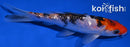 5.75" GINRIN SANKE