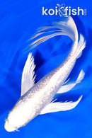 8.25" GINRIN PLATINUM OGON BUTTERFLY