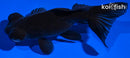 4.25" TELESCOPE FANTAIL GOLDFISH