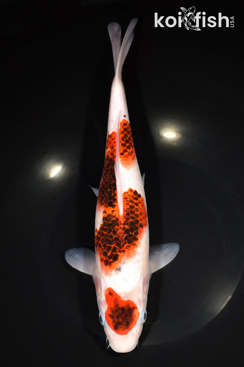 11.25" GOROMO