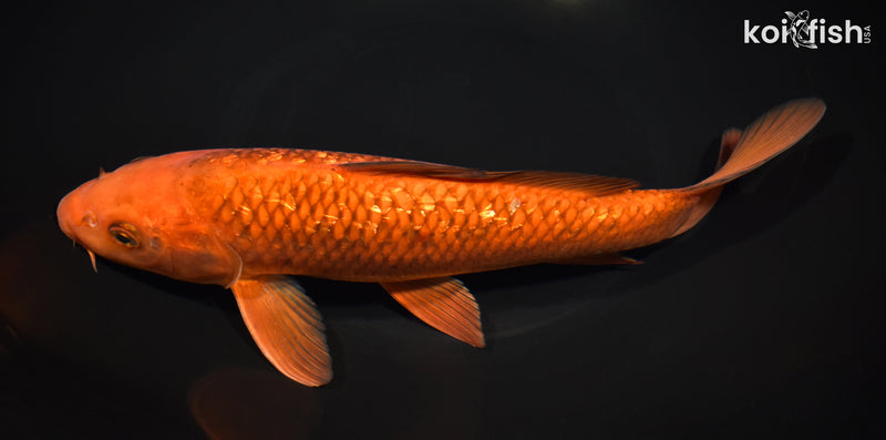 11" GINRIN CHAGOI