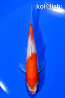 4.75" KOHAKU