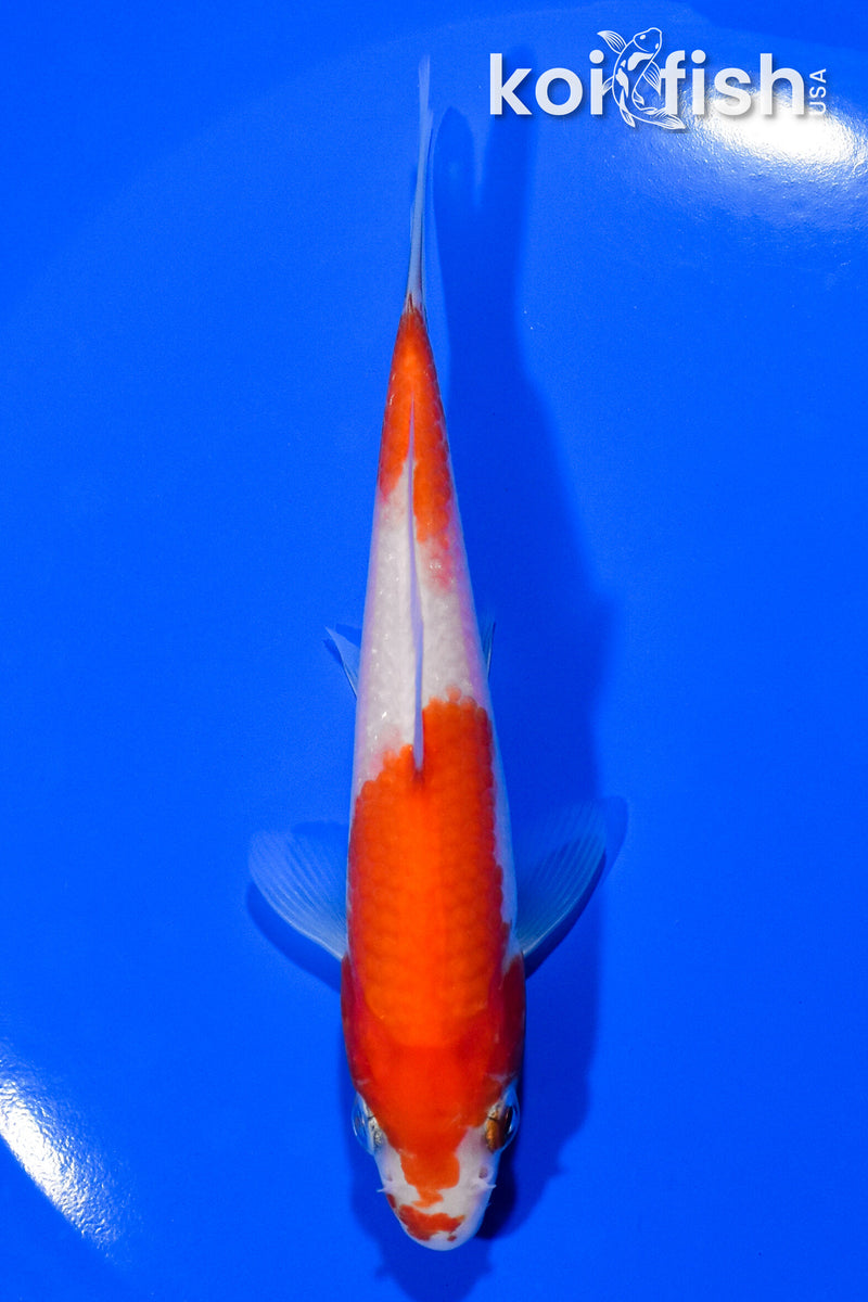 4.75" KOHAKU