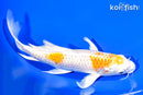 7.25" HARIWAKE BUTTERFLY