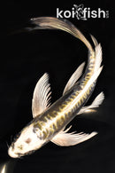 8.75" KIN KIKOKURYU BUTTERFLY