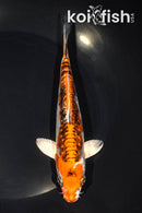 7.25" ARAGOKE BENI KIKOKURYU