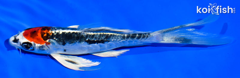 5.5" BENI KIKOKURYU BUTTERFLY