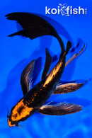 8" DOITSU ORENJI MATSUBA BUTTERFLY