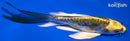 5.25" KIN KIKOKURYU BUTTERFLY