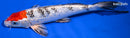 9" GINRIN SHOWA