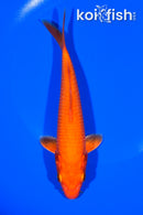 6.5" ORENJI OGON