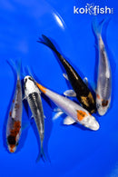 PACK OF (5) 4"- 4.25" STANDARD KOI