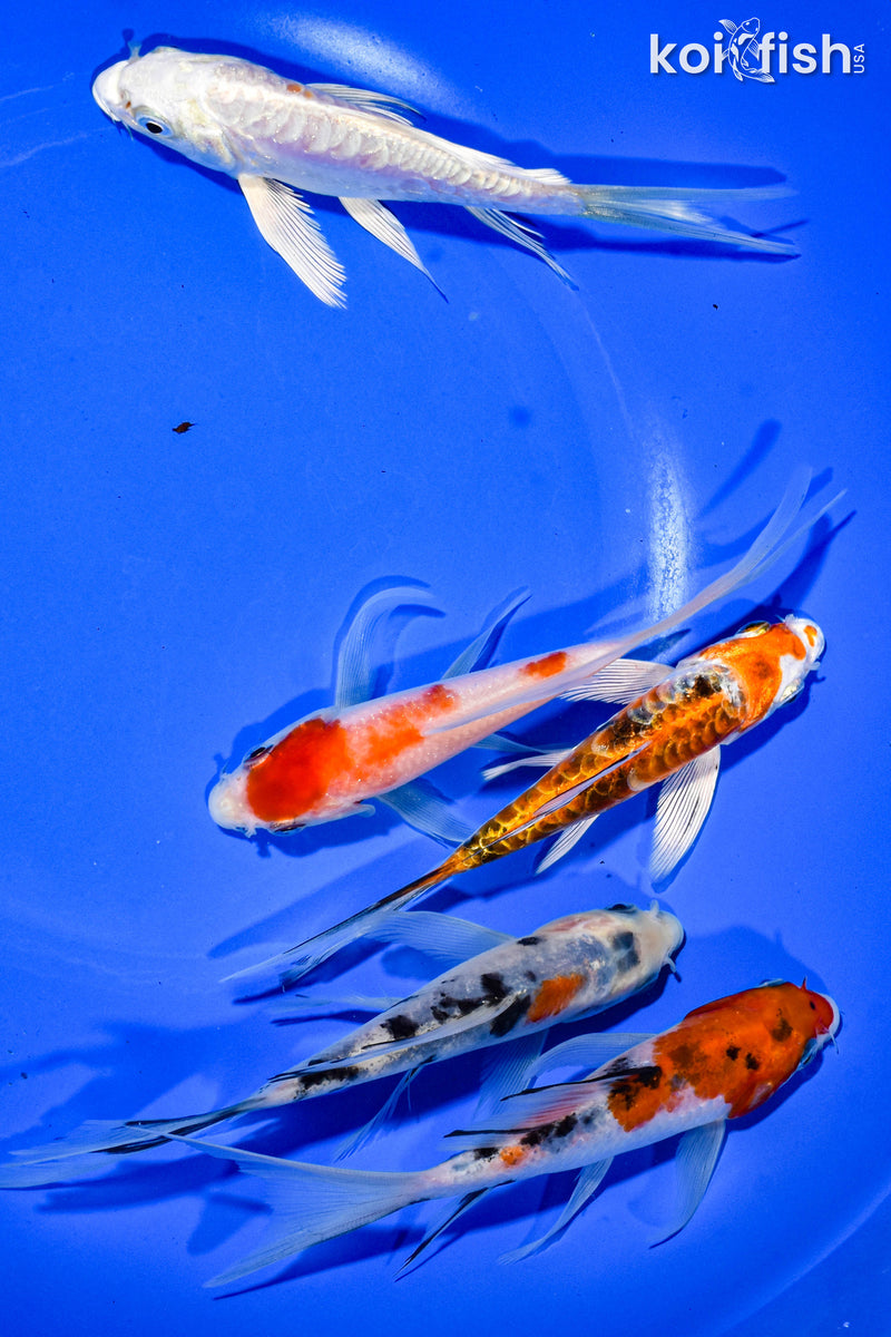 PACK OF (5) 4-5" BUTTERFLY KOI