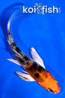 4.5" YAMATO NISHIKI BUTTERFLY