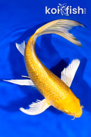 9.25" YAMABUKI OGON BUTTERFLY