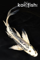 7.5" KIKOKURYU BUTTERFLY