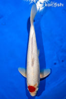 15.75" TANCHO KOHAKU